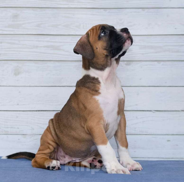 Собаки в Санкт-Петербурге: Супер яркий мальчик амстаффа Мальчик, 1 руб. - фото 7