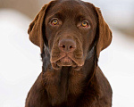 Собаки в Ярославле: Лабрадор шоколадная девочка для души Девочка, Бесплатно - фото 5