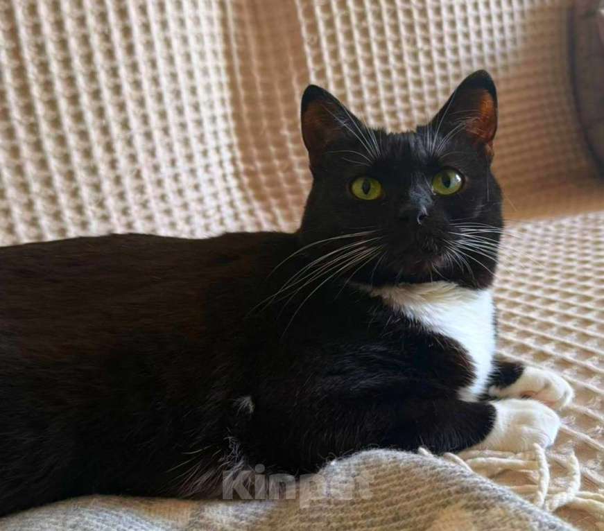 Кошки в Москве: Мила бархатное манто Девочка, Бесплатно - фото 2