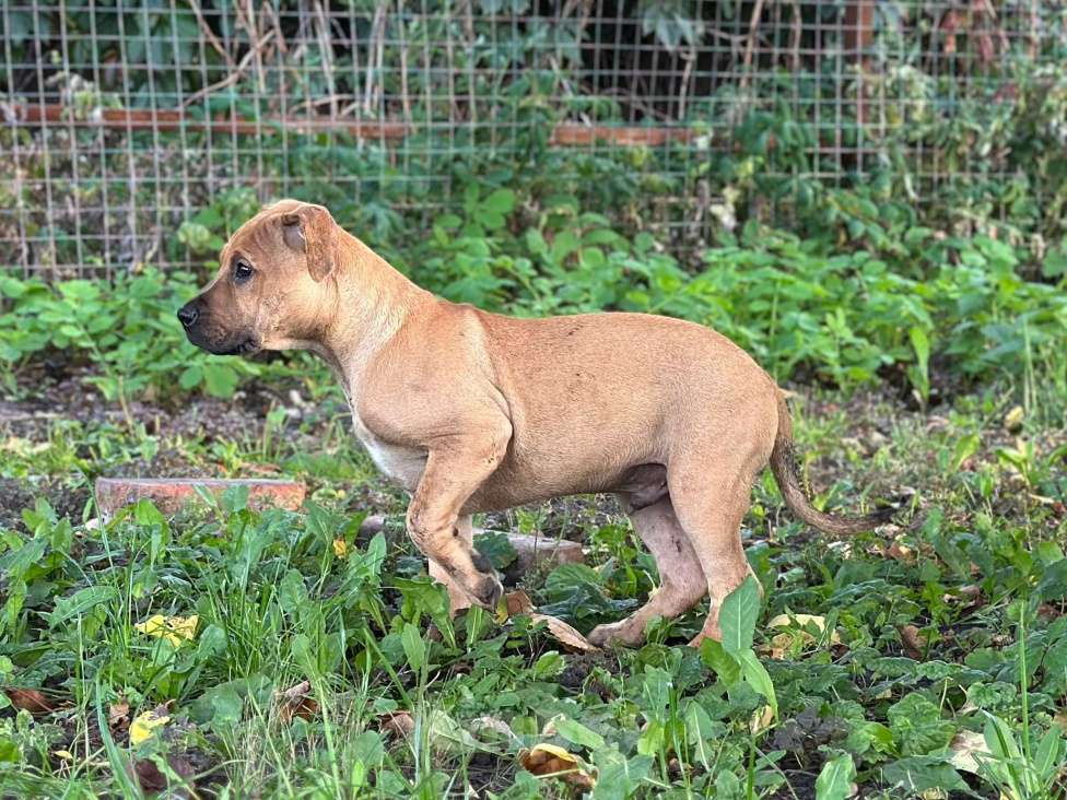 Собаки в других городах Воронежской области: Щенки американского пит-бультерьера Мальчик, 80 000 руб. - фото 2