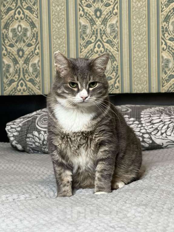 Кошки в Москве: Добрый котик Сергуня, в добрые руки Мальчик, Бесплатно - фото 10