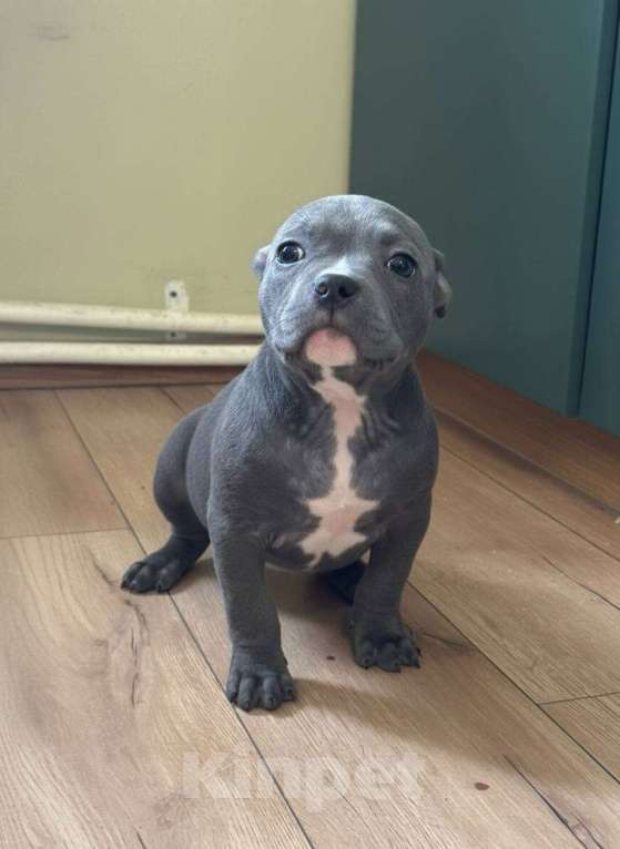 Собаки в других городах Московской области: Американский Булли Мальчик, 70 000 руб. - фото 2