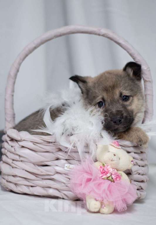 Собаки в Ногинске: Малышка Пипу в поисках дома Девочка, Бесплатно - фото 4