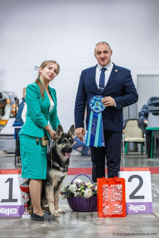Собаки в Москве: Щенки Восточноевропейской овчарки Девочка, 65 000 руб. - фото 7