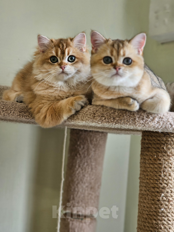 Кошки в Санкт-Петербурге: Котик Хайленд Страйт Мальчик, Бесплатно - фото 3