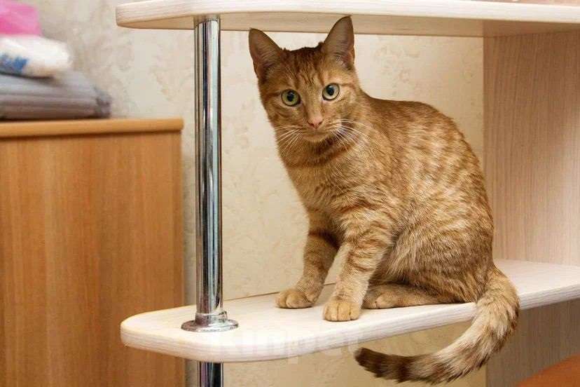 Кошки в Люберцах: яркая и солнечная девчонка - Ириска Девочка, Бесплатно - фото 8