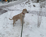 Собаки в Москве:  Найден дружелюбный щенок! Ищет дом Мальчик, Бесплатно - фото 1