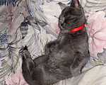 Кошки в Щербинке: Бесплатно британец Лёва  Мальчик, Бесплатно - фото 6