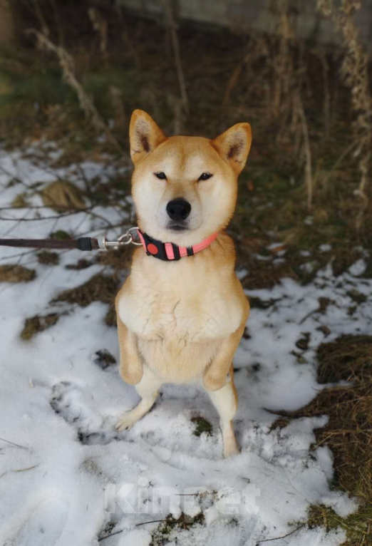 Собаки в Москве: Девочка-сиба в добрые руки Девочка, Бесплатно - фото 5