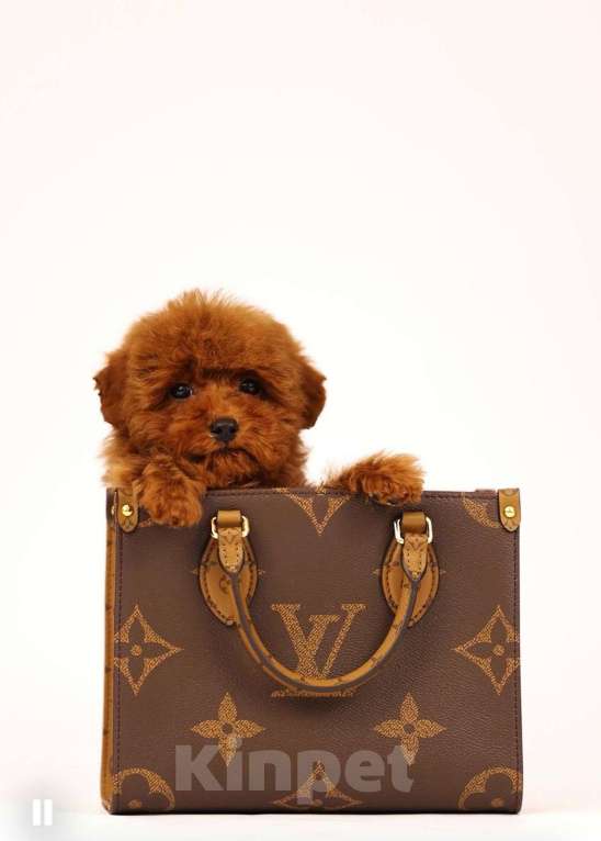 Собаки в Москве: Той-пудель Тедди мальчик Мальчик, 110 руб. - фото 3