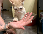 Кошки в Уфе: 3 котенка Мальчик, Бесплатно - фото 9