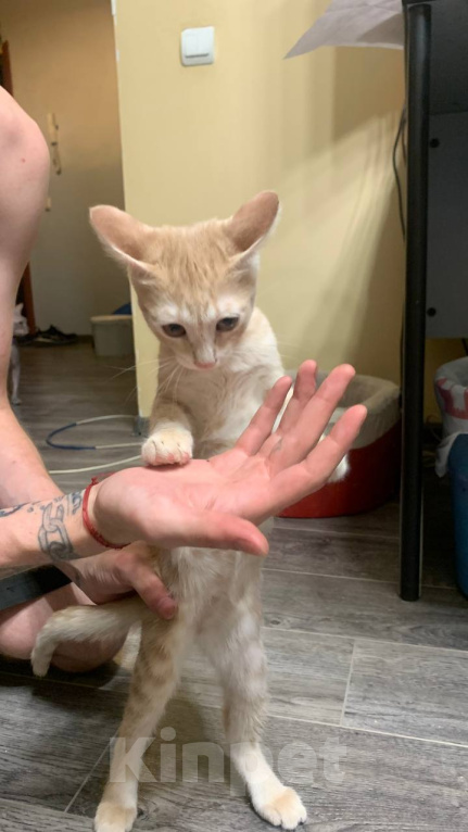 Кошки в Уфе: 3 котенка Мальчик, Бесплатно - фото 9
