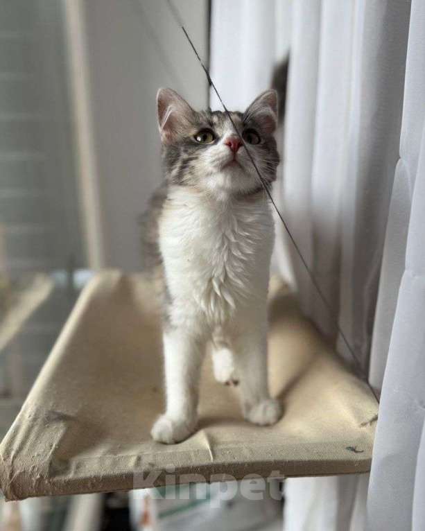 Кошки в Москве: Нонну вернули хозяева 💔 Девочка, Бесплатно - фото 2