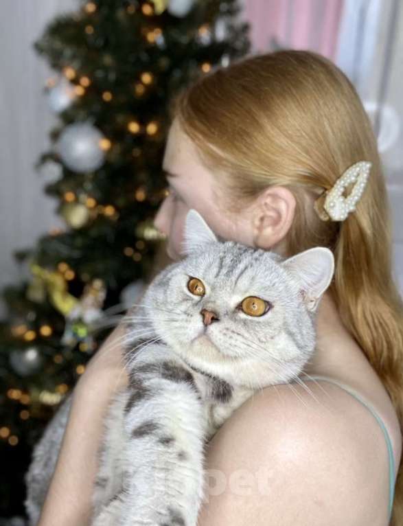 Кошки в Сургуте: Британские котята  Мальчик, 25 000 руб. - фото 1