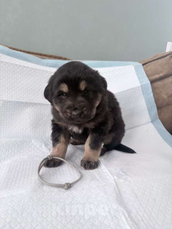 Собаки в других городах Московской области: Щенок банхара Девочка, 60 000 руб. - фото 3