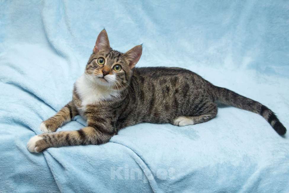 Кошки в Москве: Ищет свою семью братик Шпротик Мальчик, Бесплатно - фото 5