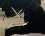 Кошки в Химках: Чёрная кошечка Люся Девочка, Бесплатно - фото 2