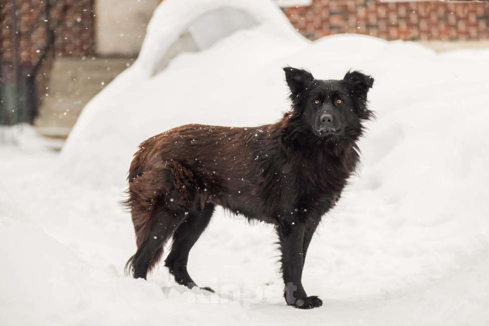 Собаки в других городах Московской области: Собака в добрые руки Девочка, Бесплатно - фото 5