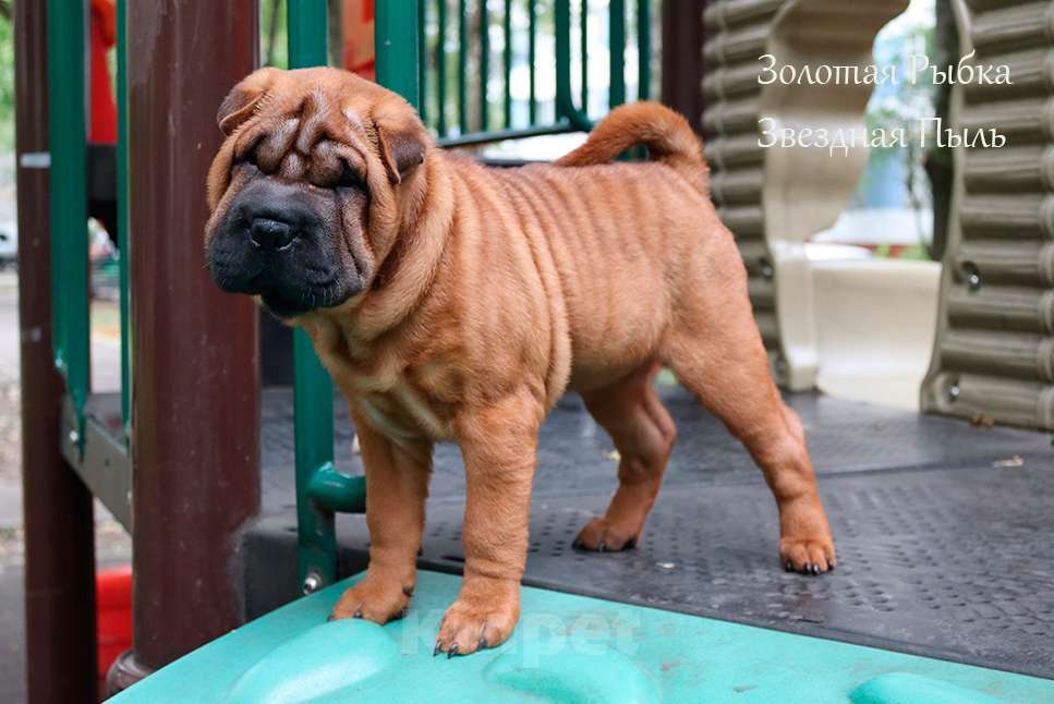 Собаки в Москве: Щенок шар-пея девочка с документами Девочка, 50 000 руб. - фото 3