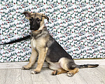 Собаки в Москве: Щенки бесплатно в Москве Девочка, Бесплатно - фото 7