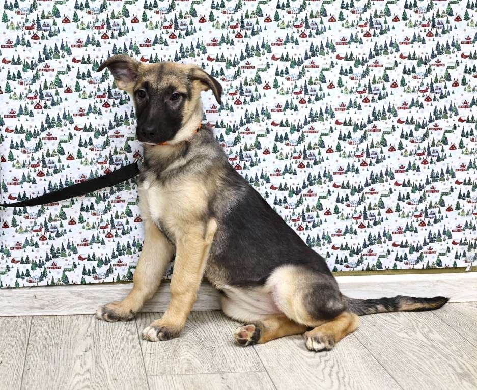 Собаки в Москве: Щенки бесплатно в Москве Девочка, Бесплатно - фото 7