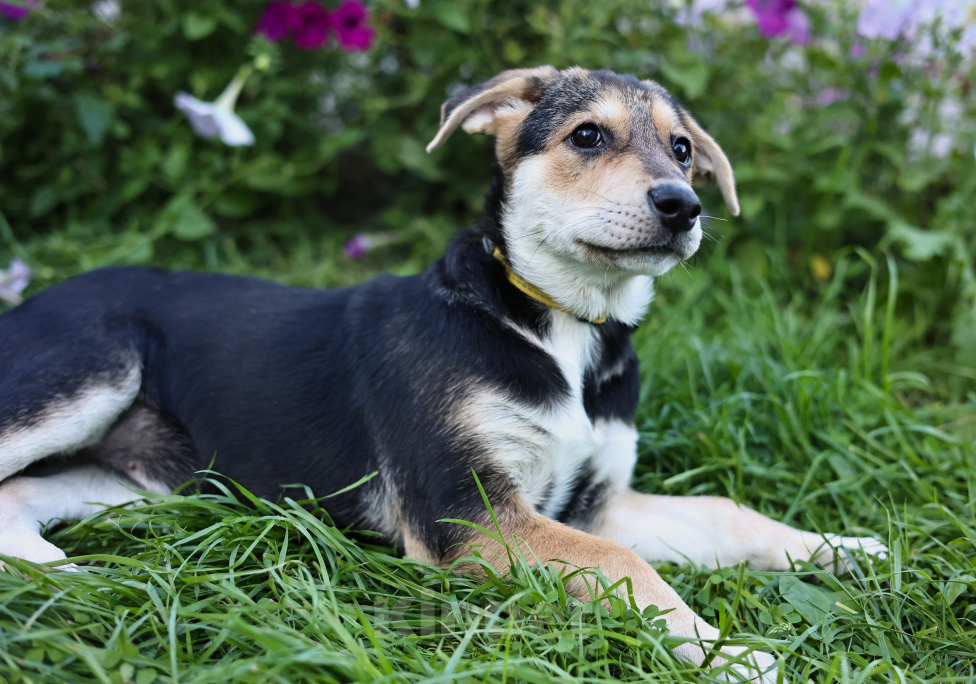 Собаки в Москве: Щенок бесплатно в Москве Девочка, Бесплатно - фото 1