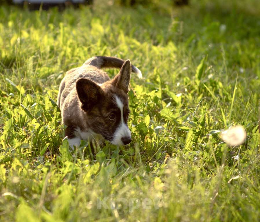 Собаки в Кемерово: Девочка вельш корги кардиган Девочка, 60 000 руб. - фото 4