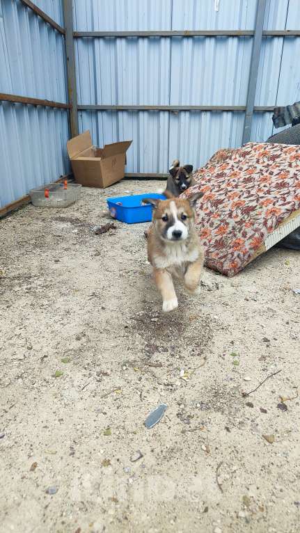 Собаки в других городах Московской области: Пупырка Девочка, Бесплатно - фото 6