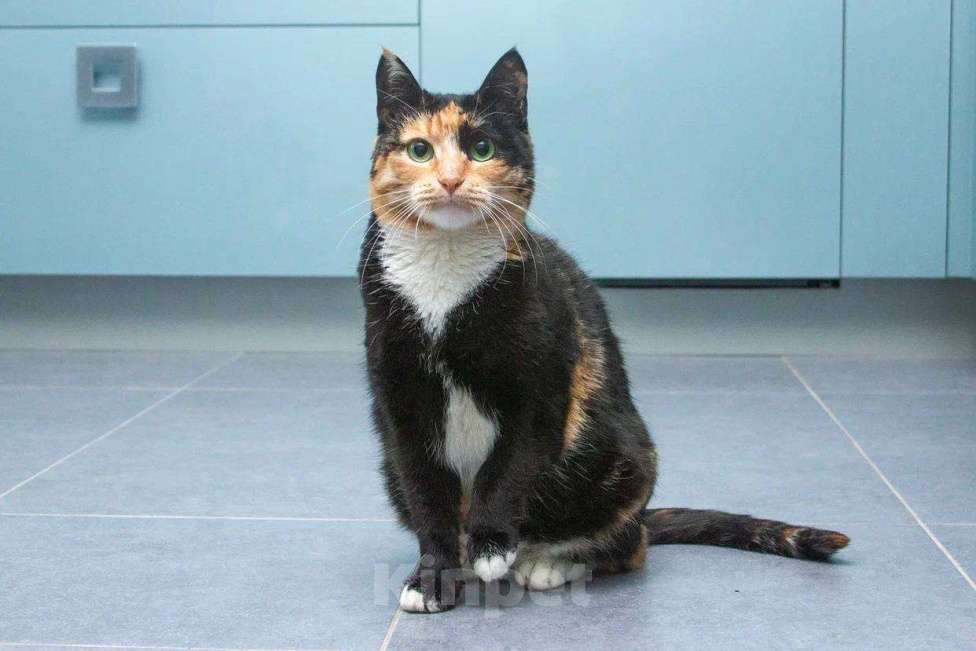 Кошки в Москве: Кошка Буся подарит вам спокойствие и любовь Девочка, Бесплатно - фото 1