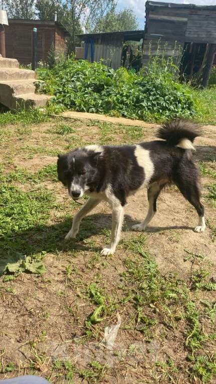 Собаки в других городах Калужской области: Найдена собака-девочка! Девочка, Бесплатно - фото 2