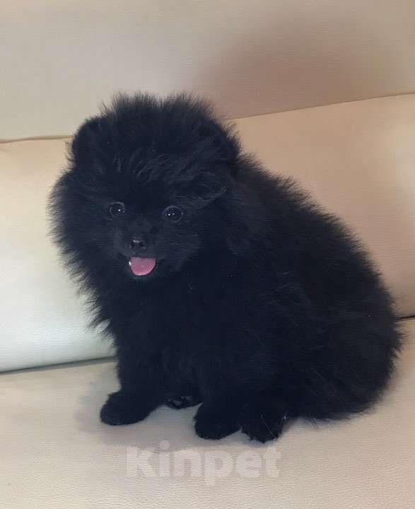 Собаки в Нижнем Новгороде: Чёрная Принцесса Девочка, Бесплатно - фото 2