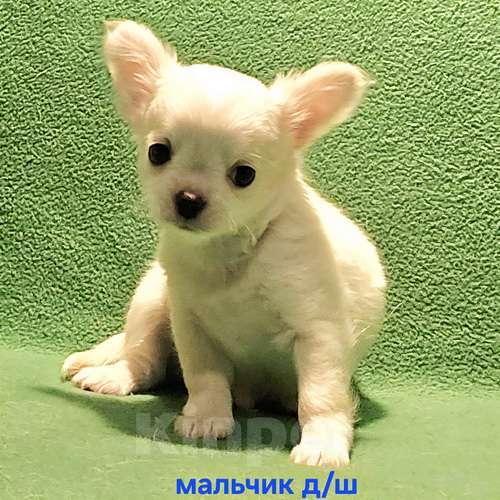 Собаки в Москве: Очаровательный щенок чихуахуа. Мальчик, 30 000 руб. - фото 5