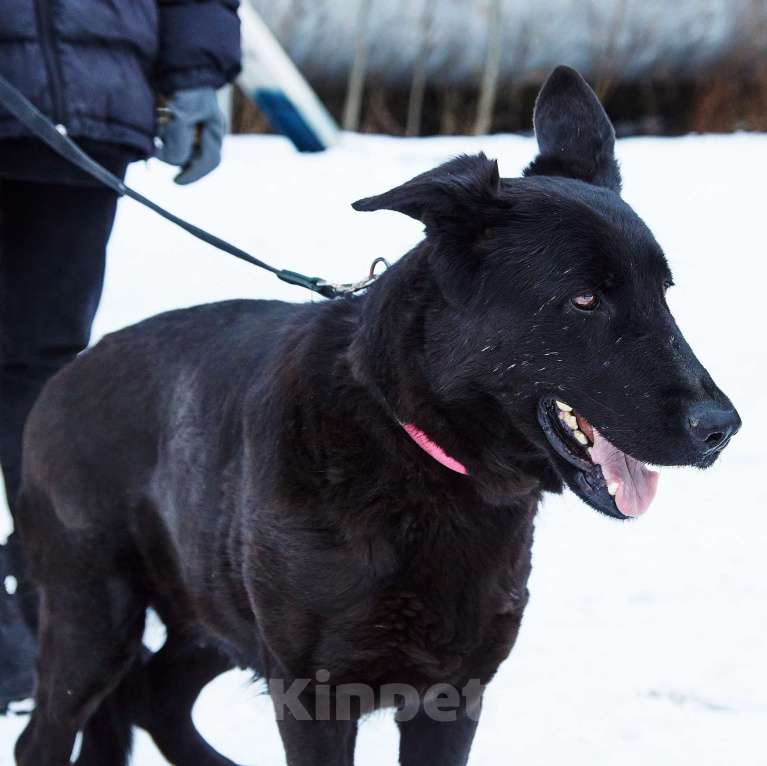 Собаки в Москве: Вьюга Девочка, Бесплатно - фото 4