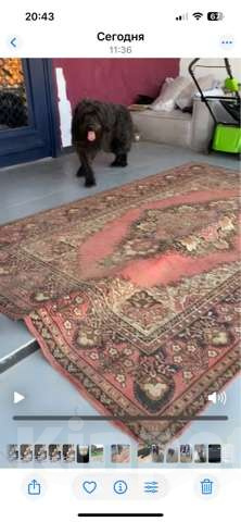 Собаки в Боровске: Найден ризеншнауцер, возможно метис ризена или РЧТ Мальчик, Бесплатно - фото 2