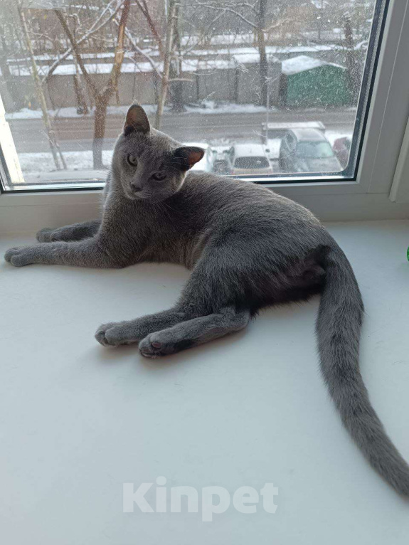 Кошки в Москве: Голубой котенок Аркадий ищет дом Мальчик, Бесплатно - фото 1