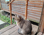 Кошки в Москве: Отдаю кошку в добрые руки Девочка, Бесплатно - фото 6