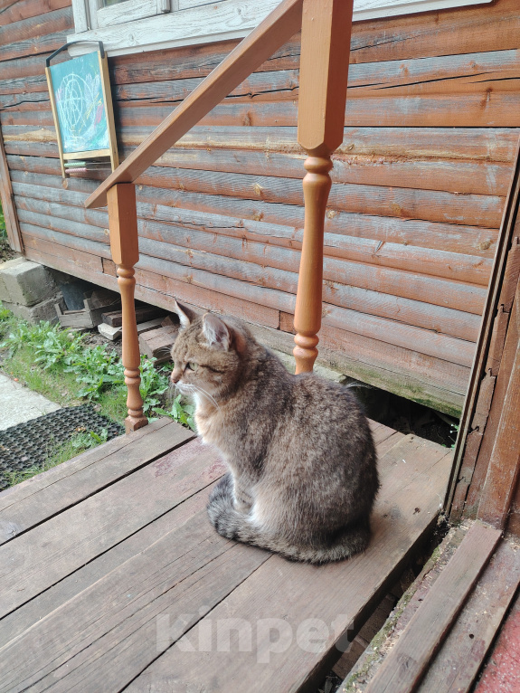 Кошки в Москве: Отдаю кошку в добрые руки Девочка, Бесплатно - фото 6