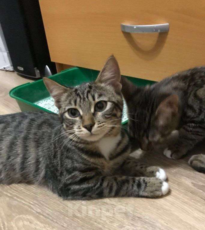 Кошки в Москве: ФераПонта Девочка, Бесплатно - фото 7