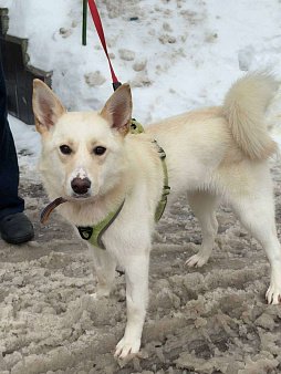 Если бы в мире собак существовала своя Мэрилин Монро — это была бы она