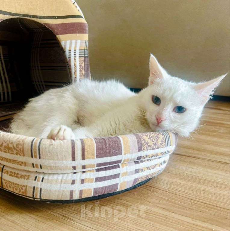 Кошки в Москве: Голубоглазая белая кошечка в добрые руки Девочка, Бесплатно - фото 3