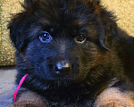 Собаки в Санкт-Петербурге: Щенок немецкой овчарки длинношерстной Девочка, 60 000 руб. - фото 1
