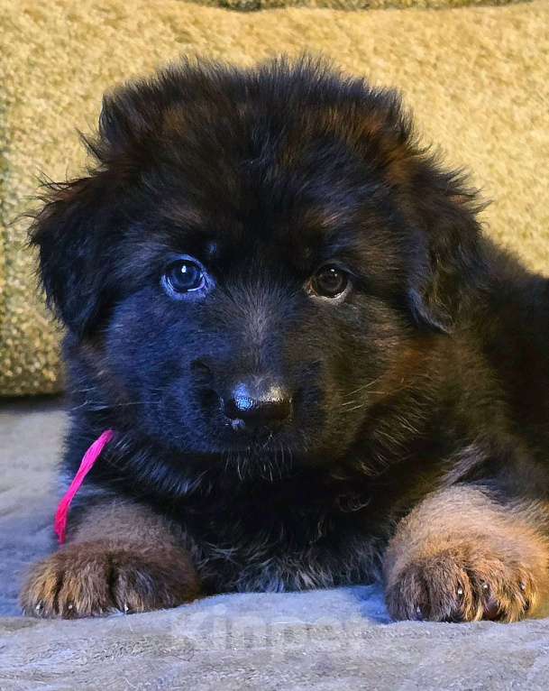Собаки в Санкт-Петербурге: Щенок немецкой овчарки длинношерстной Девочка, 60 000 руб. - фото 1