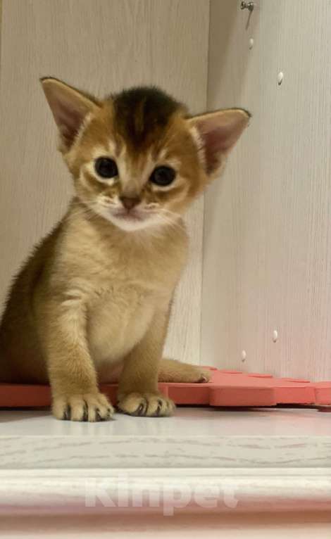 Кошки в Нижневартовске: Чистокровные абиссинские котята  Девочка, 25 000 руб. - фото 3