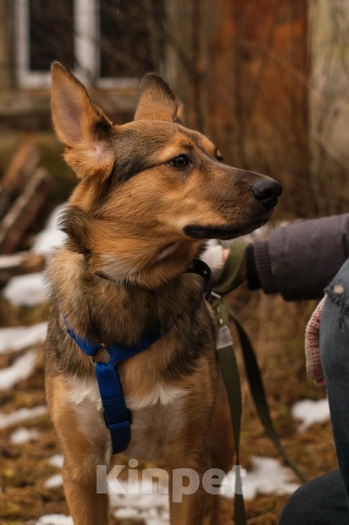 Собаки в Санкт-Петербурге: Гера из приюта в добрые руки Девочка, Бесплатно - фото 5