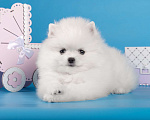 Собаки в Москве: Белая девочка шпиц Девочка, 80 000 руб. - фото 6