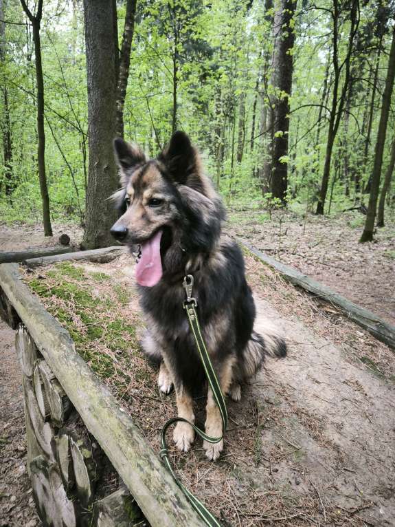 Собаки в Балашихе: Очаровательный метис овчарки Мирон ищет семью Мальчик, Бесплатно - фото 3