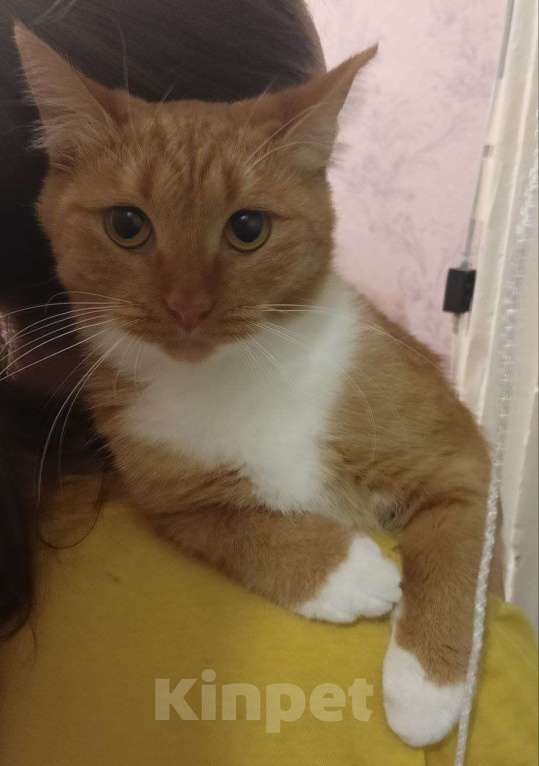 Кошки в Ижевске: Пропала кошка Девочка, 5 000 руб. - фото 2