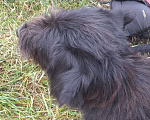 Собаки в Зеленограде: Потеряшка Мальчик, 1 руб. - фото 1