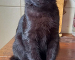 Кошки в Москве: Чёрный котенок Мальчик, 1 руб. - фото 2