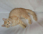 Кошки в Ливны: Сибирские котята, 25 000 руб. - фото 6